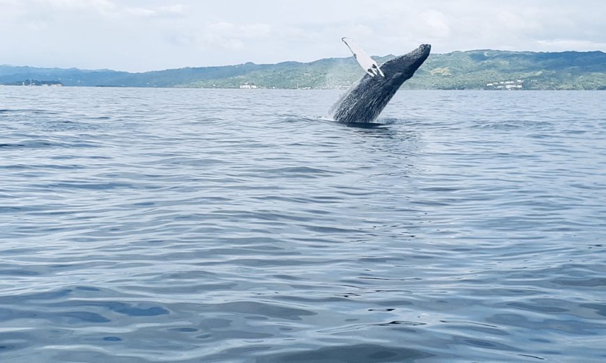 Ballenas jorobadas frente a la Bahía de Samaná