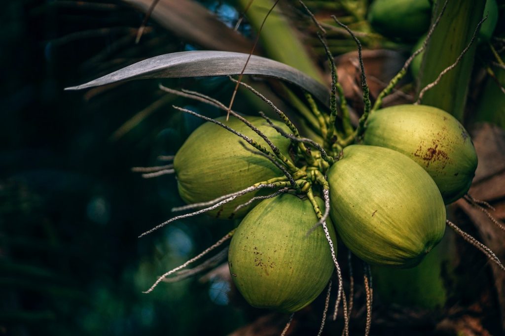 La industria del coco