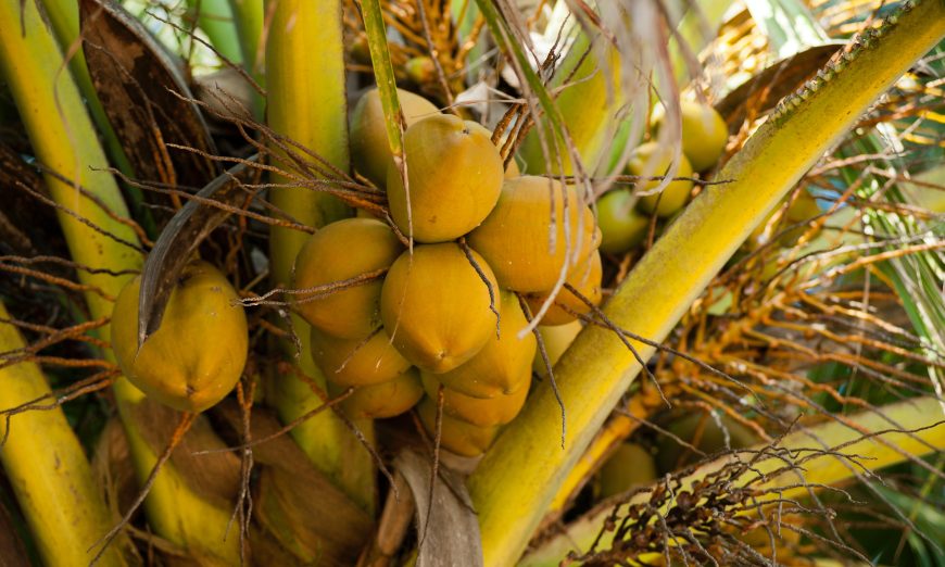 La industria del coco supera la producción